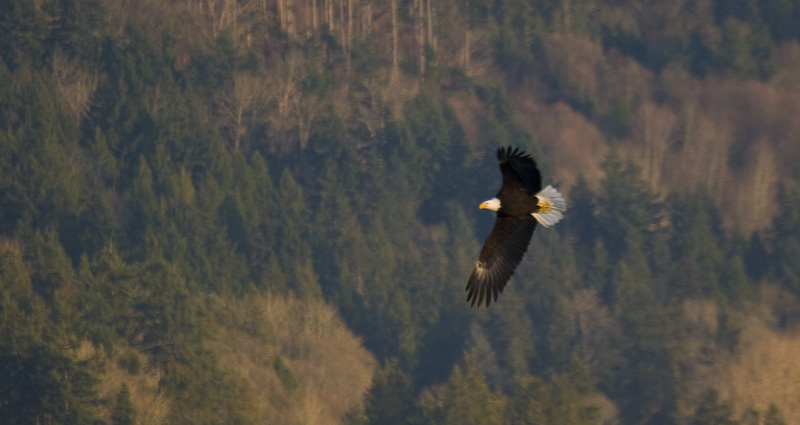 Bald Eagle In Flight